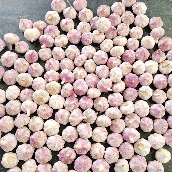 Huaang Food Processing、生ニンニクのサプライチェーン拡大を発表