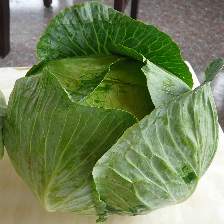 シャキシャキの新鮮なキャベツ